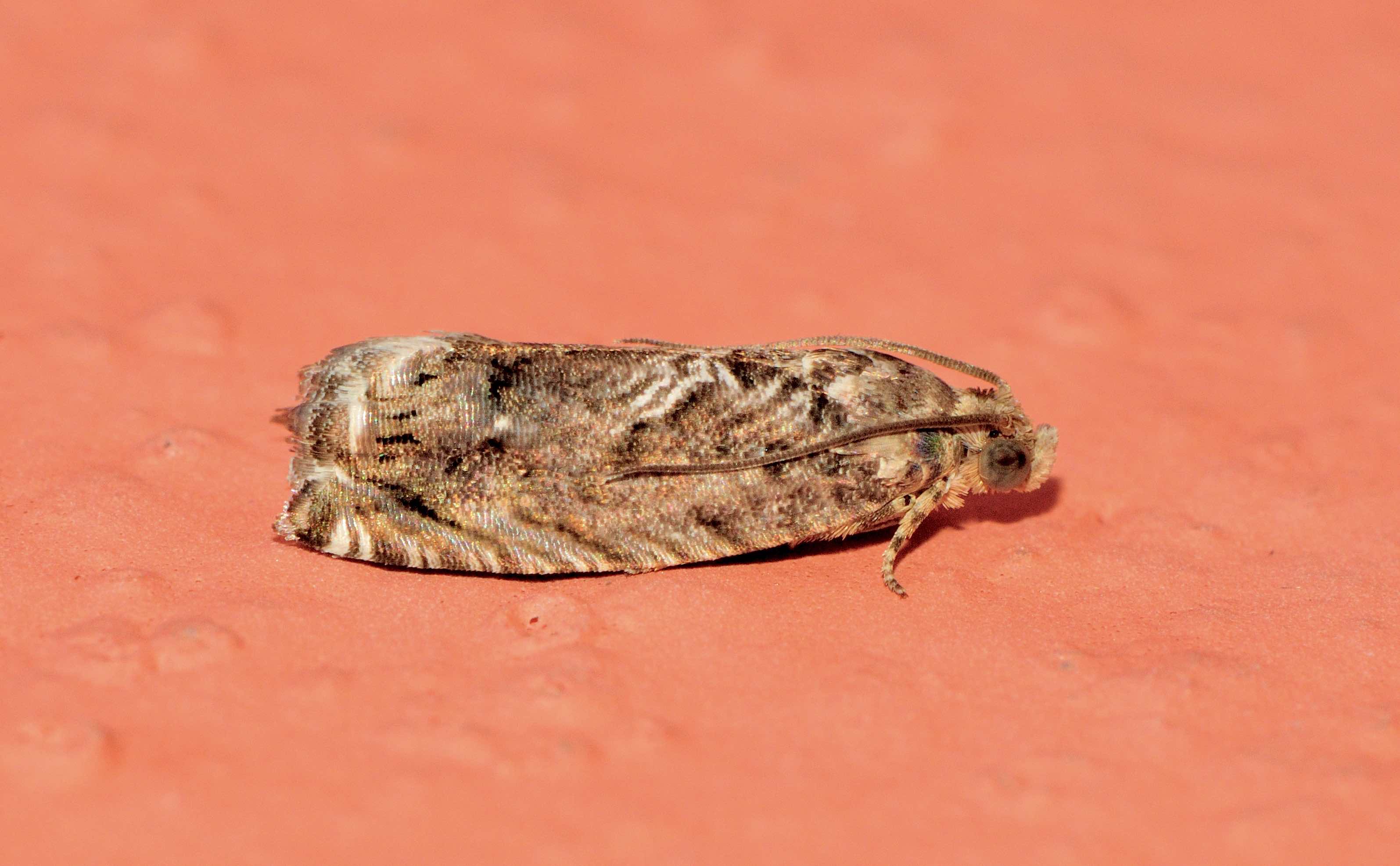 Lepidoptera dell''isola di Lefkada: Cydia Fagiglandana